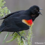 1472 Red-winged Blackbird, Hagerman, National Wildlife Refuge, TX