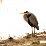 1480 Great Blue Heron, Hagerman National Wildlife Refuge, TX