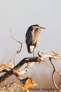 1482 Great Blue Heron, Hagerman National Wildlife Refuge, TX