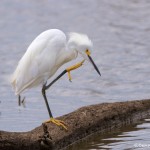 1521 Snowy Egret (Egretta thula), Hagerman National Wildlife Refuge, TX