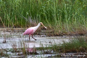 1548 Roseate Spoonbill (Platalea ajaja)