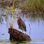 1550 Green Heron (Butorides virescens)