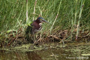 1551 Green Heron (Butorides virescens)