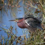 1556 Green Heron (Butorides virescens)