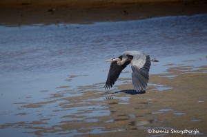 1571 Great Blue Heron (Ardea herodias)