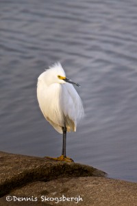 1576 Snowy Egret
