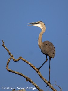 1617 Great Blue Heron (Ardea herodias)