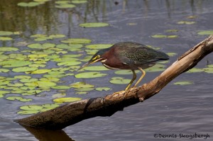 1627 Green Heron (Butorides virescens)