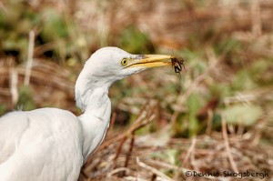 1630 Cattle Egret (Bubulcus ibis), Non-breeding Plumage