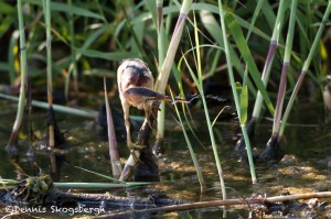 1648 Least Bittern (Lxobrychus exilis), Juvenile