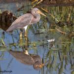 1660 Tricolored Heron (Egretta tricolor)