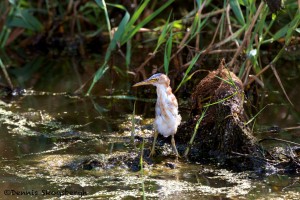 1663 Juvenile Green Heron (Butorides virescens)