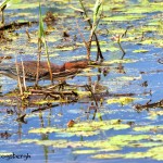 1665 Green Heron (Butorides virescens)