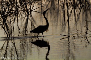 1814 Early Morning, Great Blue Heron Fishing