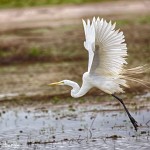 1828 Great Egret (Ardea alba)