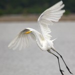 1829 Great Egret (Ardea alba)