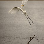 1830 Great Egret (Ardea alba)