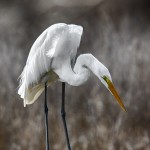 1837 Great Egret (Ardea alba)