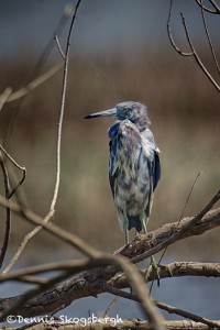 1845 Juvenile Great Blue Heron (Ardea herodias)