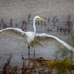 1882 Great Egret (Ardea alba)