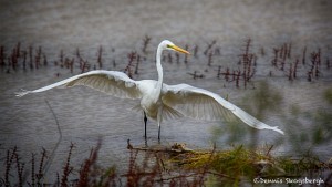 1882 Great Egret (Ardea alba)