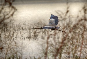 1883 Great Blue Heron (Ardea herodias)