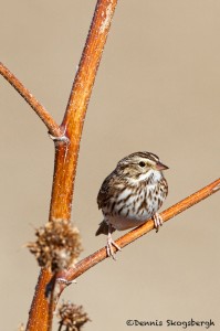 1885 Savannah Sparrow (Passerculus sandwichensis)
