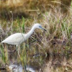 1890 Immature Little Blue Heron (Egretta caerulea)