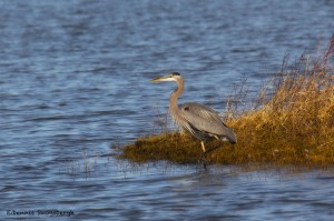 1902 Great Blue Heron (Ardea herodias)