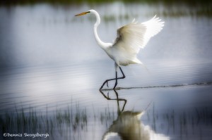 1926 Great Egret (Ardea alba)