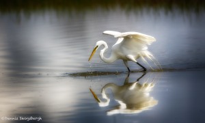 1927 Great Egret (Ardea alba)