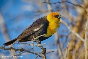 1938 Yellow-headed Blackbird (Xanthocephalus xanthocephalus)