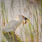 1943 Snowy Egret (Egretta thula)