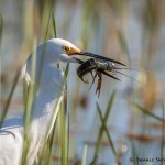 2071 Snowy Egret (Egretta thula)