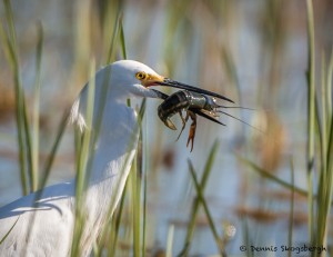 2071 Snowy Egret (Egretta thula)