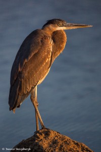 2106 Great Blue Heron