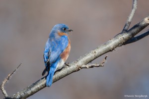 2313 Male Eastern Bluebird (Sialia sialis)