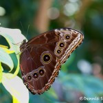 1450 Blue Morph, (Morpho peleidas), Rosine Smith Sammons Butterfly House and Insectarium, Dallas, TX