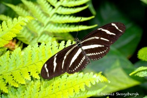 1452 Zebra Longwing (Heliconius charithonia), Rosine Smith Sammons Butteryfly House and Inectarium, Dallas, TX