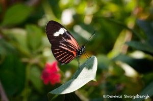 1458 Doris Longwing (Heliconius laparus), Rosine Smith Sammons Butterfly House and Insectarium, Dallas, TX