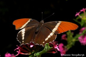 1487 Rusty-tipped Page (Siproeta epashus), Rosine Smith Sammons Butterfly House and Insectarium, Dallas, TX