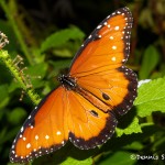 1490 Queen (Danaus gilippus), Rosine Smith Sammons Butterfly House and Insectarium, Dallas, TX