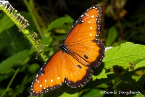 1490 Queen (Danaus gilippus), Rosine Smith Sammons Butterfly House and Insectarium, Dallas, TX
