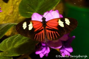 1492 Doris Longwing (Heliconius laparus)