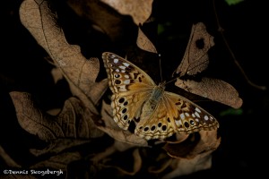 1868 Butterfly, Hackberry Emperor (Asterocampa celtis)