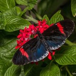 2276 Postman (Heliconius) Butterfly