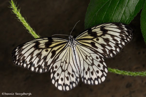 3030 Paper Kite (Idea leuconia). Rosine Smith Sammons Butterfly House & Insectarium, Dallas, TX.