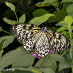 3031 Paper Kite (Idea leuconia). Rosine Smith Sammons Butterfly House & Insectarium, Dallas, TX