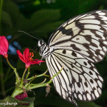 3032 Paper Kite (Idea leuconia). Rosine Smith Sammons Butterfly House & Insectarium, Dallas, TX