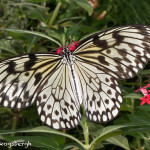 3033 Paper Kite (Idea leuconia). Rosine Smith Sammons Butterfly House & Insectarium, Dallas, TX